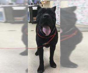 Mutt Dogs for adoption in Riverside, CA, USA