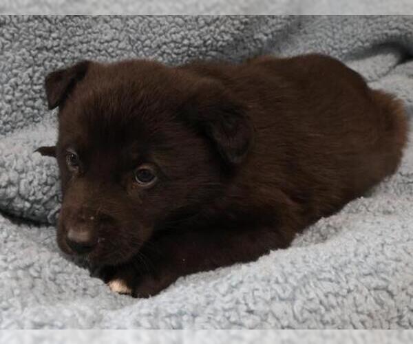 Medium Photo #1 Mutt Puppy For Sale in Thief River Falls, MN, USA
