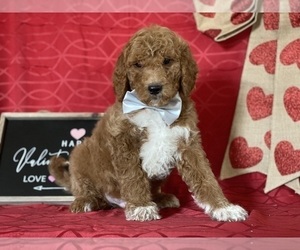 Goldendoodle Puppy for sale in LANCASTER, PA, USA