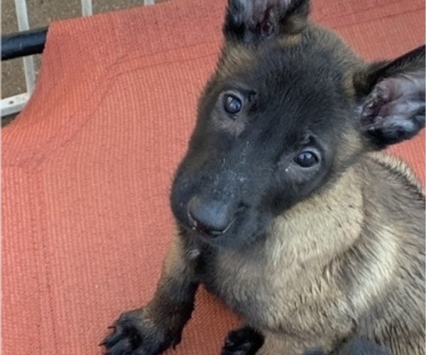 Medium Photo #32 Belgian Malinois Puppy For Sale in HARKER HEIGHTS, TX, USA