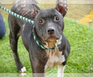 American Staffordshire Terrier Dogs for adoption in Tallahassee, FL, USA