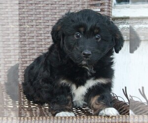 Aussiedoodle Miniature  Puppy for sale in FREDERICKSBURG, OH, USA