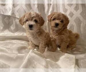 Maltipoo Puppy for sale in BOISE, ID, USA
