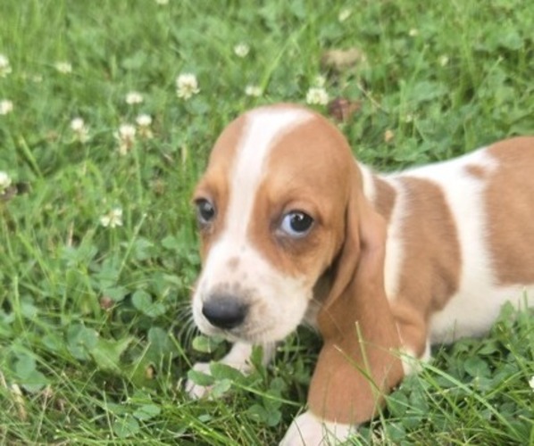 Medium Photo #3 Basset Hound Puppy For Sale in GREENVILLE, OH, USA
