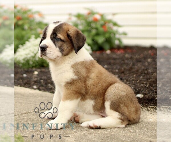 Medium Photo #4 Saint Bernard Puppy For Sale in MARIETTA, PA, USA