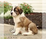 Small #3 Saint Bernard