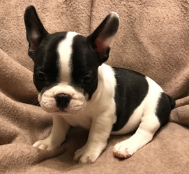 French Bulldog Puppy for sale in CHARLESTON, SC, USA