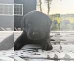 Small #9 Labrador Retriever