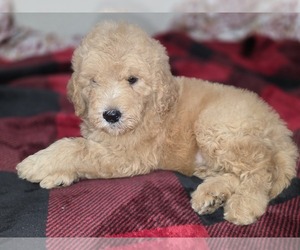 Goldendoodle Puppy for sale in DUBLIN, TX, USA