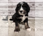 Small #7 Bernedoodle