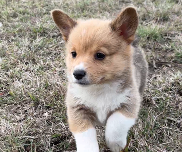 Medium Photo #11 Pembroke Welsh Corgi Puppy For Sale in MIDLOTHIAN, TX, USA