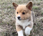 Small #10 Pembroke Welsh Corgi
