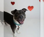 Small #12 American Pit Bull Terrier