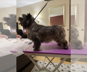 Mother of the Cairn Terrier puppies born on 01/27/2025