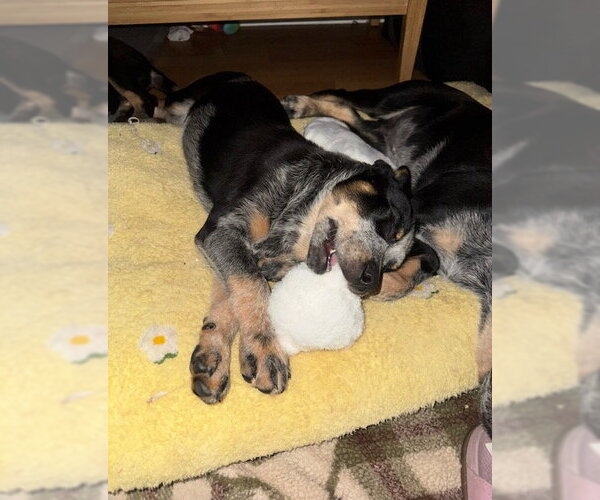 Medium Photo #3 Mutt Puppy For Sale in Sebec, ME, USA
