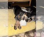 Small #2 Mutt