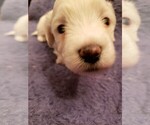 Small Photo #10 Coton de Tulear Puppy For Sale in DEATSVILLE, AL, USA