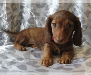 Dachshund Puppy for Sale in BURLINGTON, Massachusetts USA