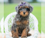 Puppy Kiki AKC Poodle (Miniature)