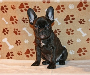 French Bulldog Puppy for sale in GLASTONBURY, CT, USA