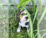 Puppy 2 Beagle-Miniature American Shepherd Mix