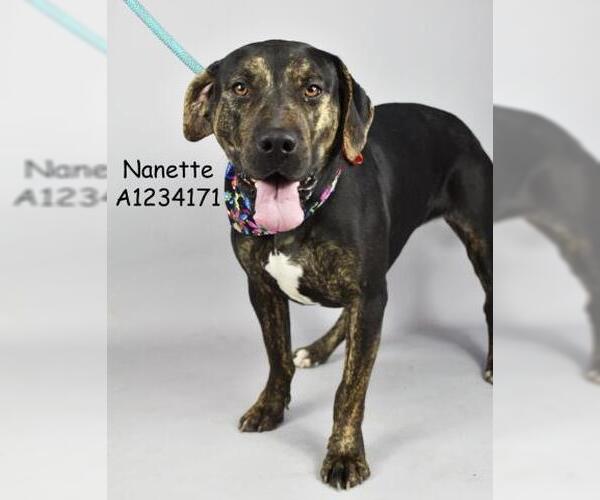 Medium Photo #1 Mutt Puppy For Sale in Bakersfield, CA, USA