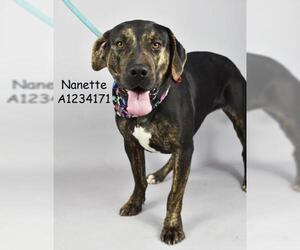 Mutt Dogs for adoption in Bakersfield, CA, USA