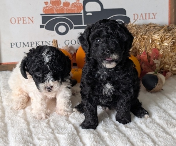 Medium Photo #5 Poodle (Miniature) Puppy For Sale in GOSHEN, IN, USA