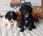 Small #4 Poodle (Miniature)