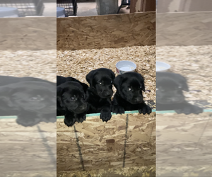 Labrador Retriever Puppy for sale in INKSTER, MI, USA