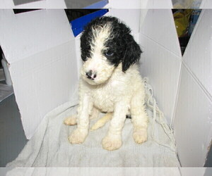 Poodle (Standard) Puppy for sale in DELTONA, FL, USA