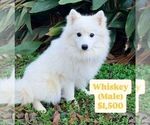 Small #1 Pomsky