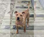 Small #2 Mutt