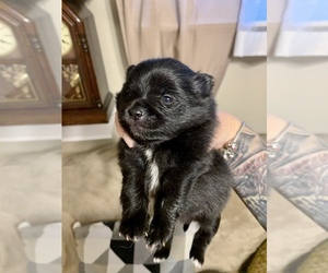 Pomeranian Puppy for sale in STRAUGHN, IN, USA