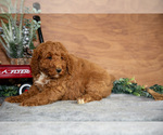 Small Photo #25 Poodle (Miniature) Puppy For Sale in WOLCOTTVILLE, IN, USA