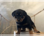 Small Photo #13 Rottweiler Puppy For Sale in ANTIOCH, CA, USA