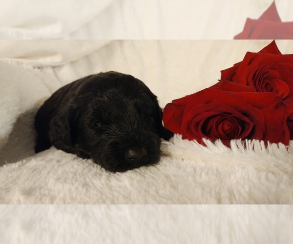 Medium Photo #16 Mini Whoodle (Wheaten Terrier/Miniature Poodle) Puppy For Sale in PEORIA, IL, USA