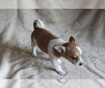 Small #3 Chihuahua
