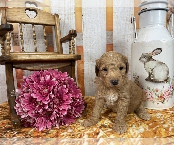 Medium Photo #62 Aussiedoodle Puppy For Sale in COMMERCE, MI, USA