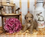 Small Photo #62 Aussiedoodle Puppy For Sale in COMMERCE, MI, USA