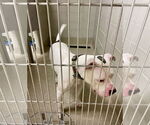 Small #7 American Pit Bull Terrier Mix