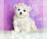 Puppy Powderpuff F1B Maltipoo (Toy)