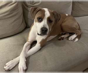 American Bulldog-Unknown Mix Dogs for adoption in Decatur, GA, USA