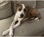 Small American Bulldog Mix