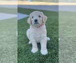 Small #1 Goldendoodle