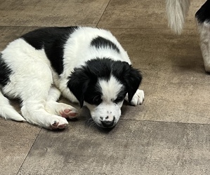 Border Collie-English Springer Spaniel Mix Puppy for sale in WILLIAMSPORT, PA, USA