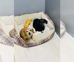 Small Dachshund