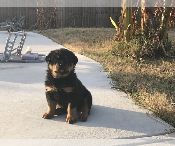 Medium Photo #1 Rottweiler Puppy For Sale in HUTTO, TX, USA