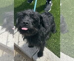 Small #2 Mutt