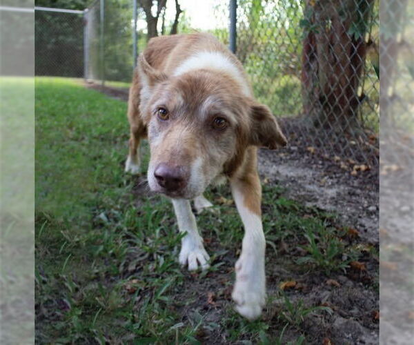 Medium Photo #4 Border Collie-Unknown Mix Puppy For Sale in Canton, CT, USA